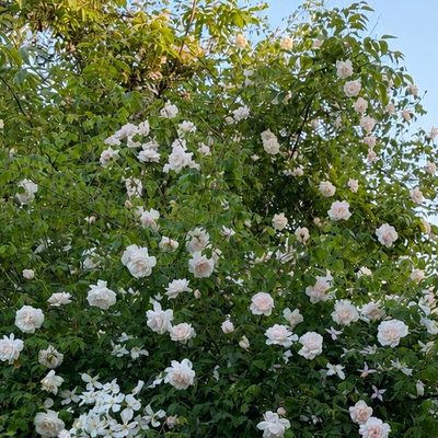 Gartenrosen