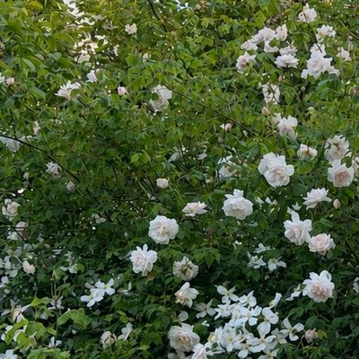 Rosenblüten